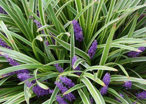 沙参麦冬玉竹百合价格 0