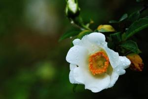 刺梨花 - 搜狗百科