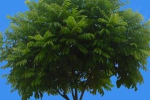 仁面树 - 搜狗百科