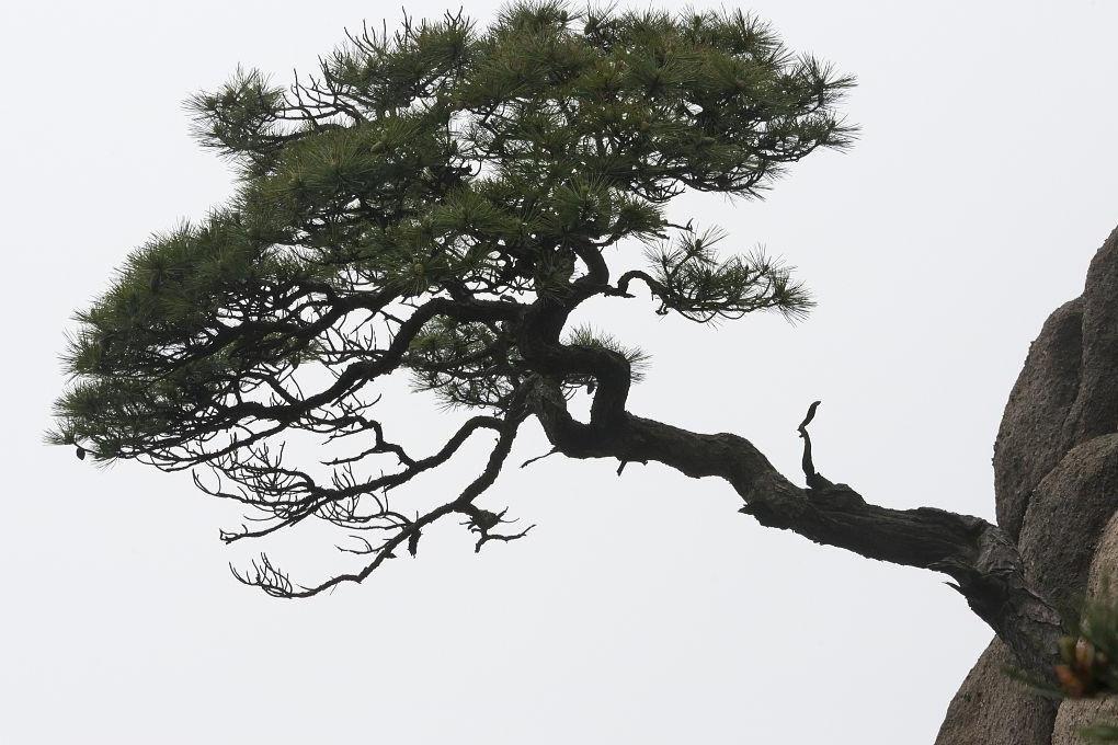 松树照片