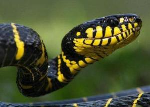 蛇是什么动物 300