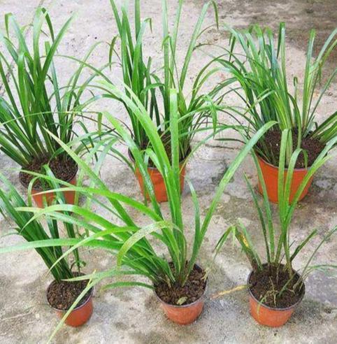 茴香菖蒲(菖蒲属植物)