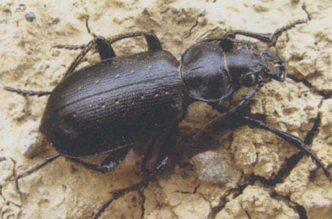 金星步甲(步甲科步甲属动物)