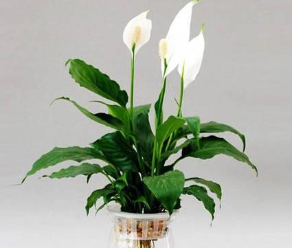 龟背竹怎么养水培 0