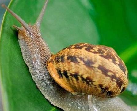 蛇属于有脊椎还是无脊椎动物 0