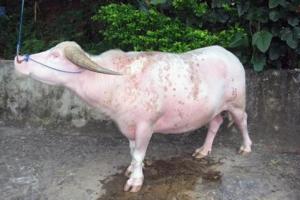 Albinoid