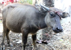 Assam