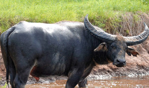 Australian buffalo