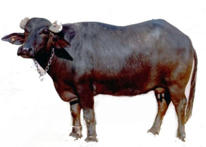 Bhadawari