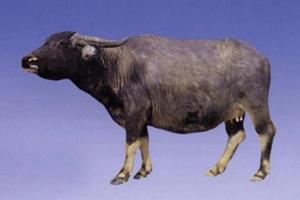 Binhu buffalo