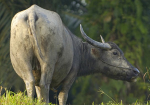 Borneo Buffalo