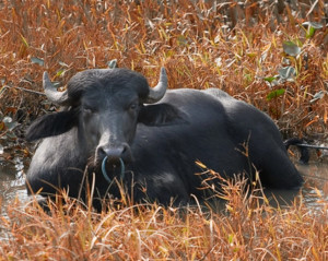 Búfalo de Rio