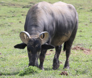 Buffalypso