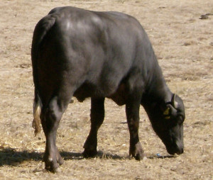 Bulgarian Murrah