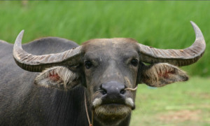 Carabao buffalo