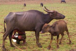 Chilika