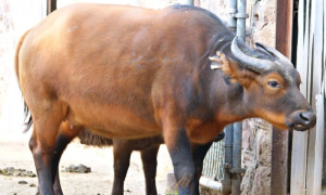 Congo Buffalo