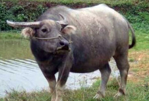 Dechang
