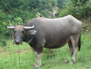 Dongliu