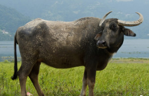 Gaddi