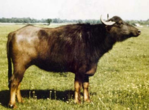 Georgian buffalo