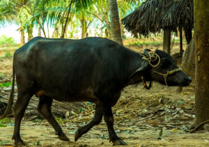 Godavari buffalo