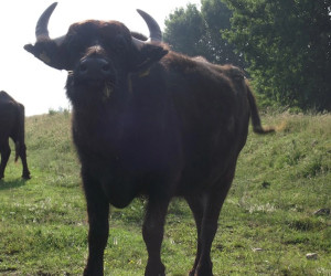 Greek Buffalo