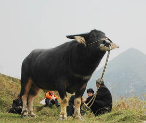Guizhou
