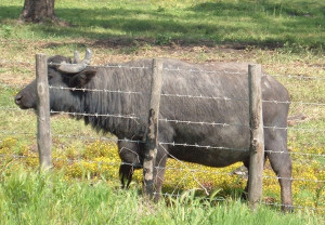 Italiano buffalo