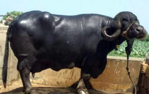 Jafarabadi buffalo