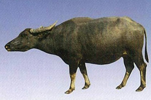 Jianghan buffalo