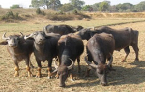 Kalahandi buffalo
