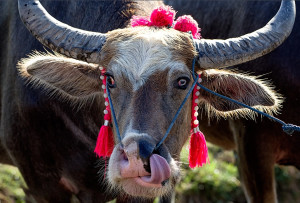 Kebo buffalo
