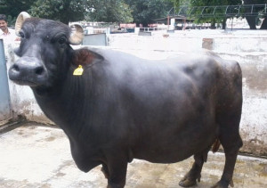 Kerbau-Murrah buffalo