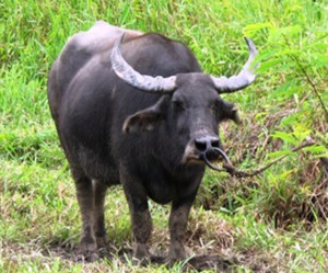 Kerbau-Sawah
