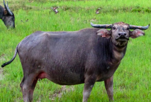 Kerbau-Sumatra-Barat