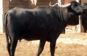 Khoozestani
