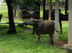 Khouay buffalo