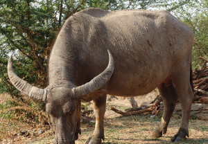 Krabue buffalo