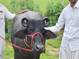 Kundhi buffalo
