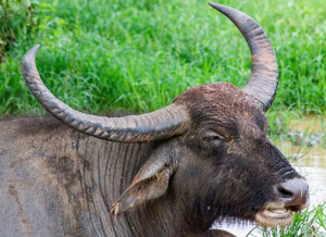 Lanka buffalo