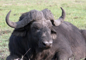 Manda buffalo