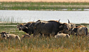 Mannar buffalo