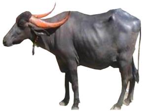 Marathwada buffalo