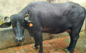 Mehsana buffalo