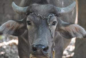 mestizo carabaos