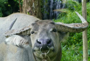 Mountain buffalo