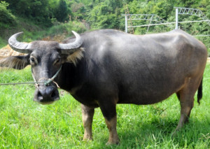 Mountainous buffalo