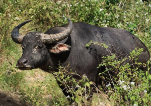 Munding buffalo