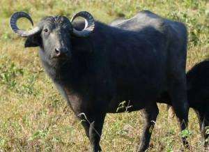 Murrah buffalo
